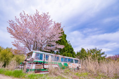 廃バスと山桜