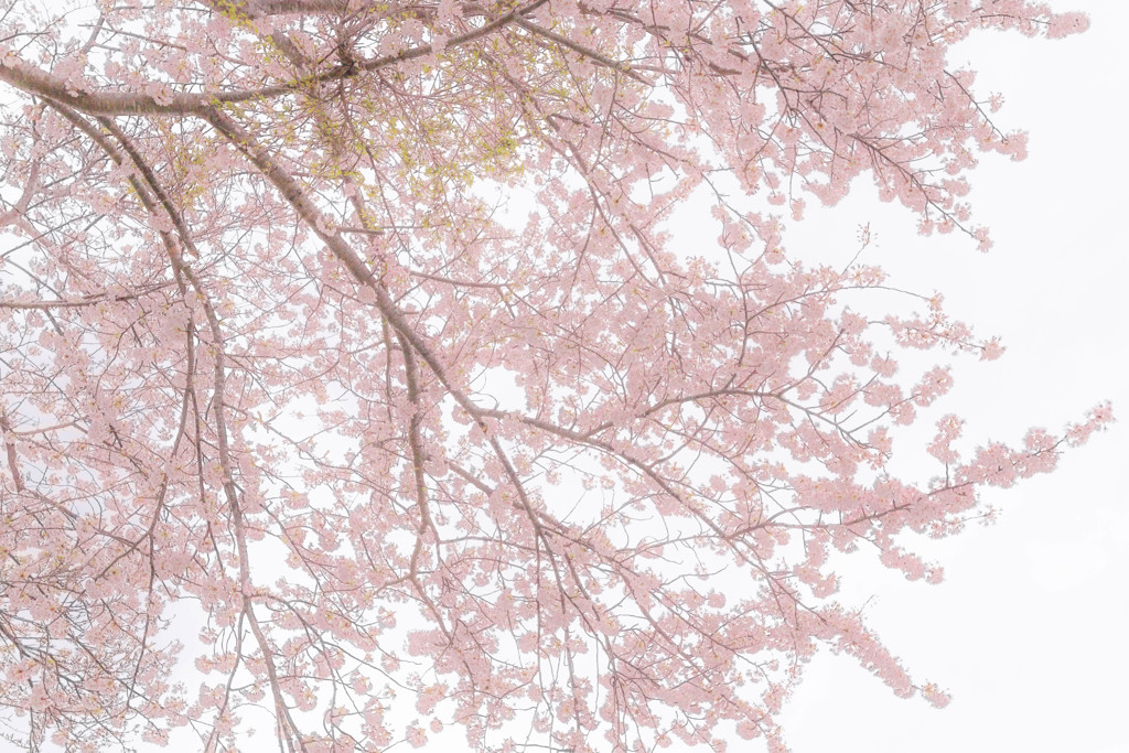 桜色の空気