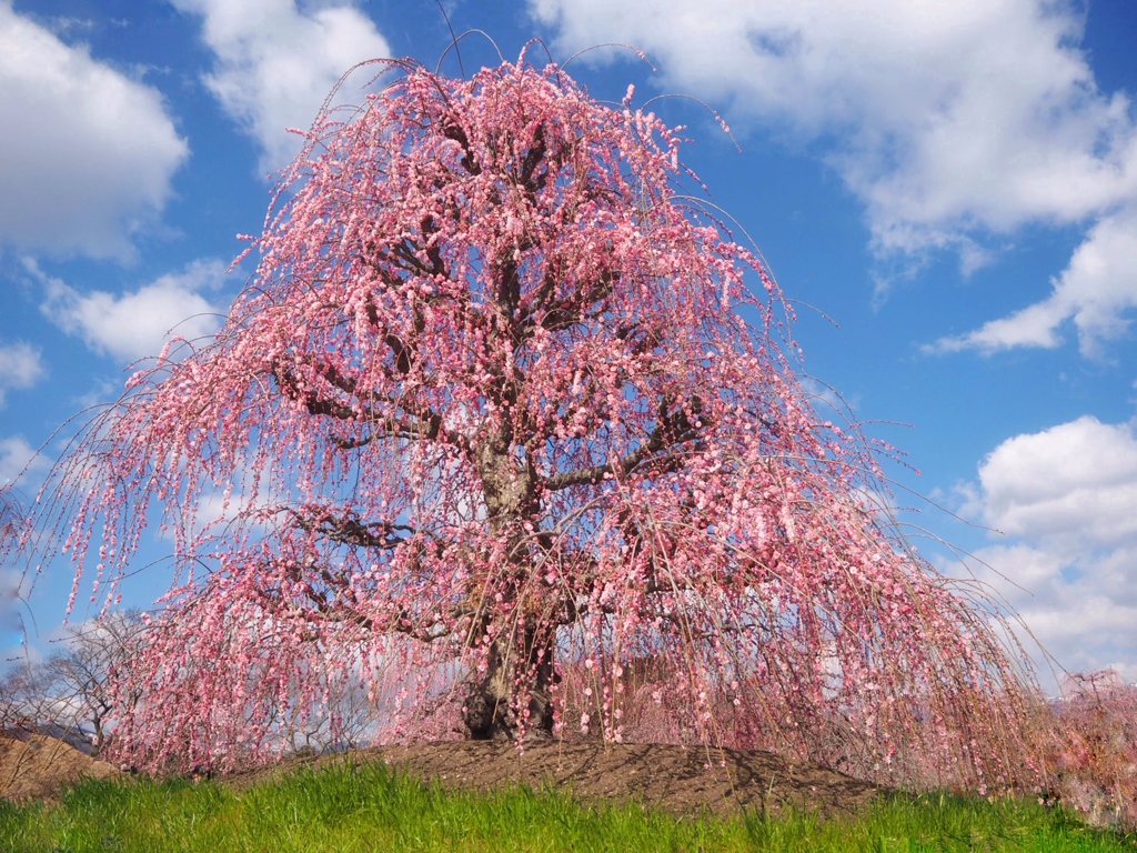 梅日和 ❁.*･ﾟ