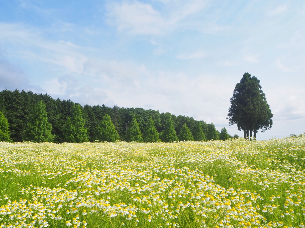 甘酸っぱい香り❁.*･ﾟ