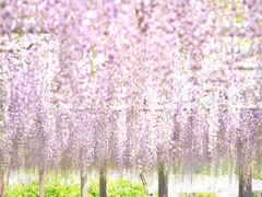 紫の春カーテン*̣̩⋆̩*