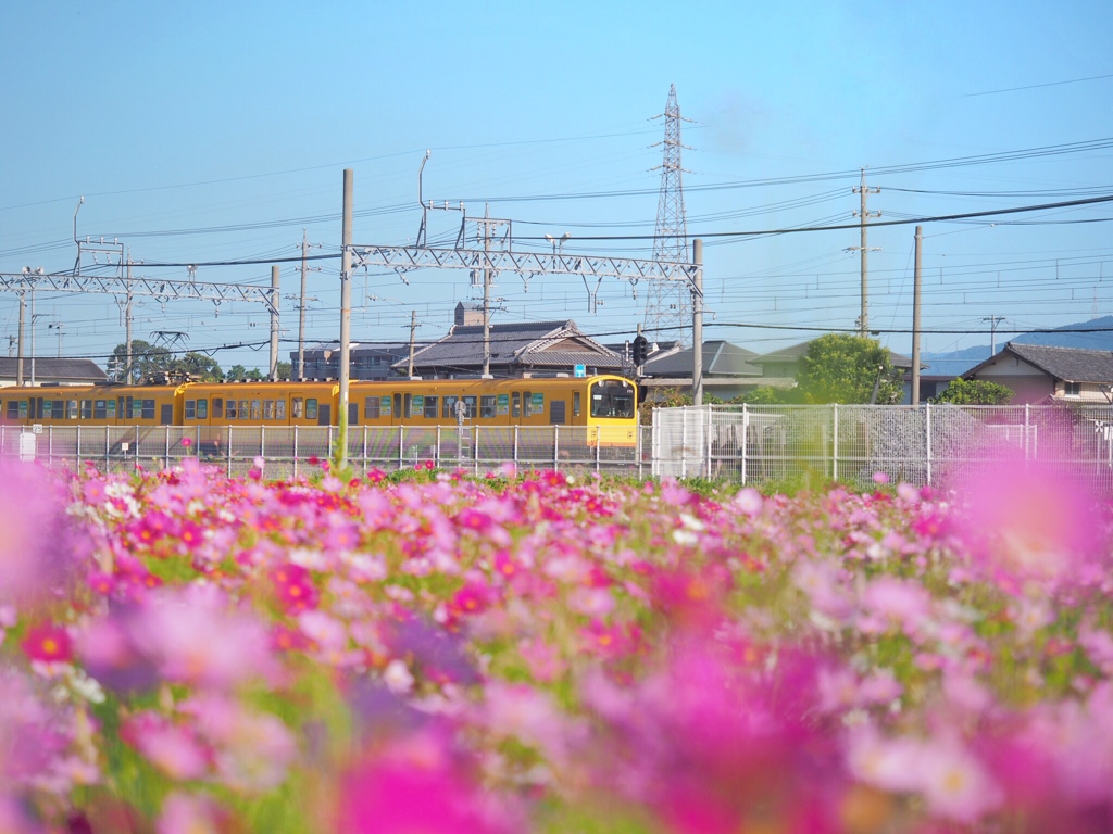 幸せを運ぶ黄色い電車❁.*･ﾟ