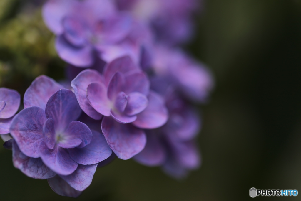 紫陽花