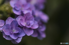 紫陽花