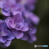 紫陽花