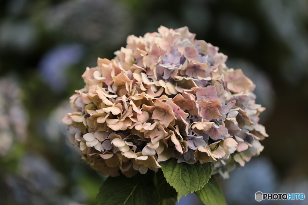 枯れ紫陽花のブーケ