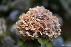 枯れ紫陽花のブーケ