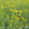 女郎花と　蝶と蜂