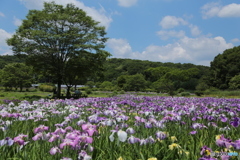 花菖蒲