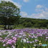 花菖蒲