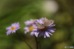 花と蝶