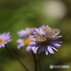花と蝶