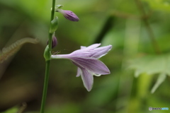 キボウシと　虫