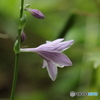 キボウシと　虫
