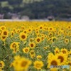 ひまわり