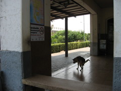 タイの片田舎の駅　野犬