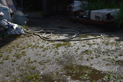 雨上がりの庭