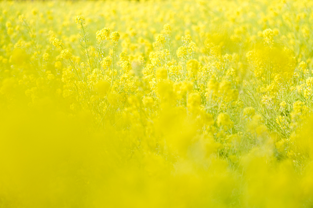 菜の花
