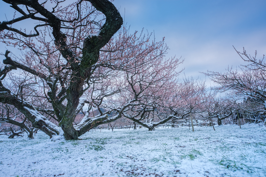 梅と雪