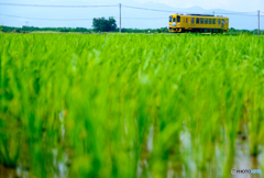 黄色い列車