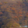 久住紅葉
