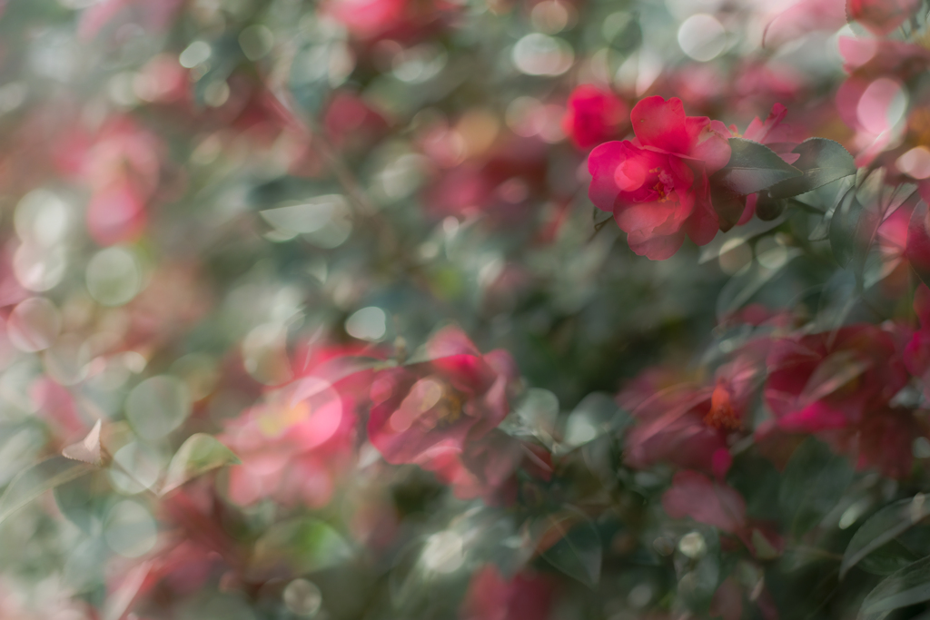 山茶花