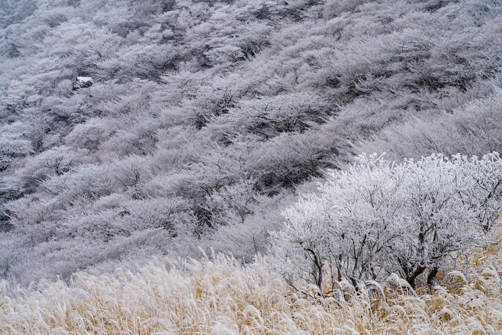 雪の華