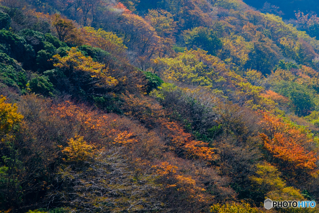 久住紅葉