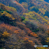 久住紅葉