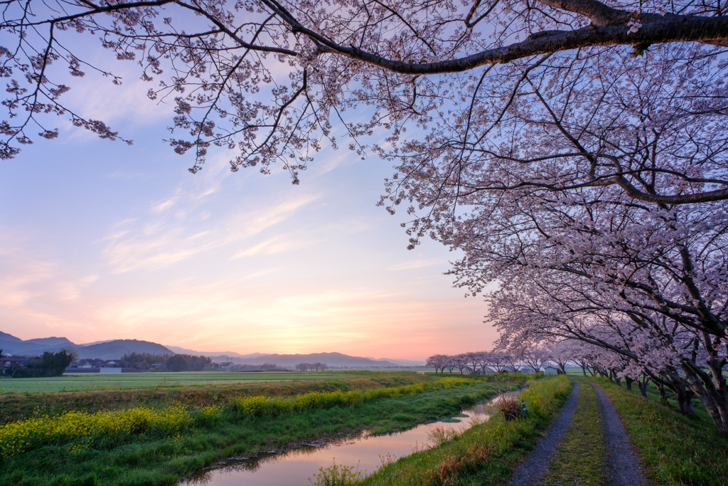 桜並木