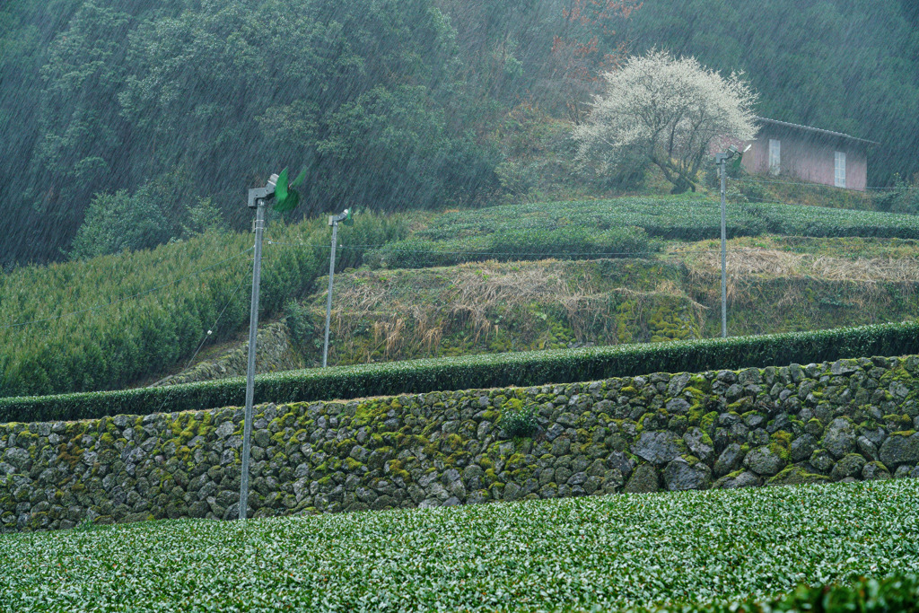 雨の茶畑
