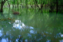 幻の池