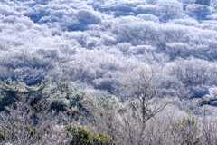 霧氷