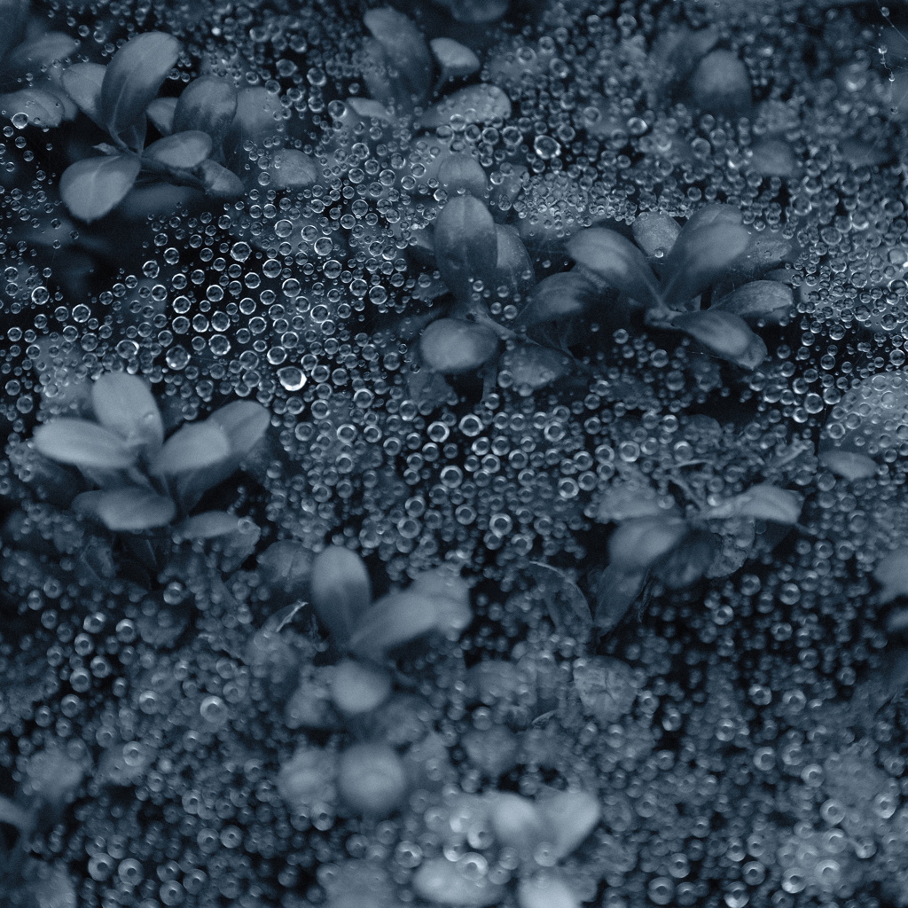 クモの巣アート