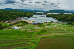 棚田の情景