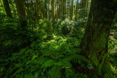 FOREST
