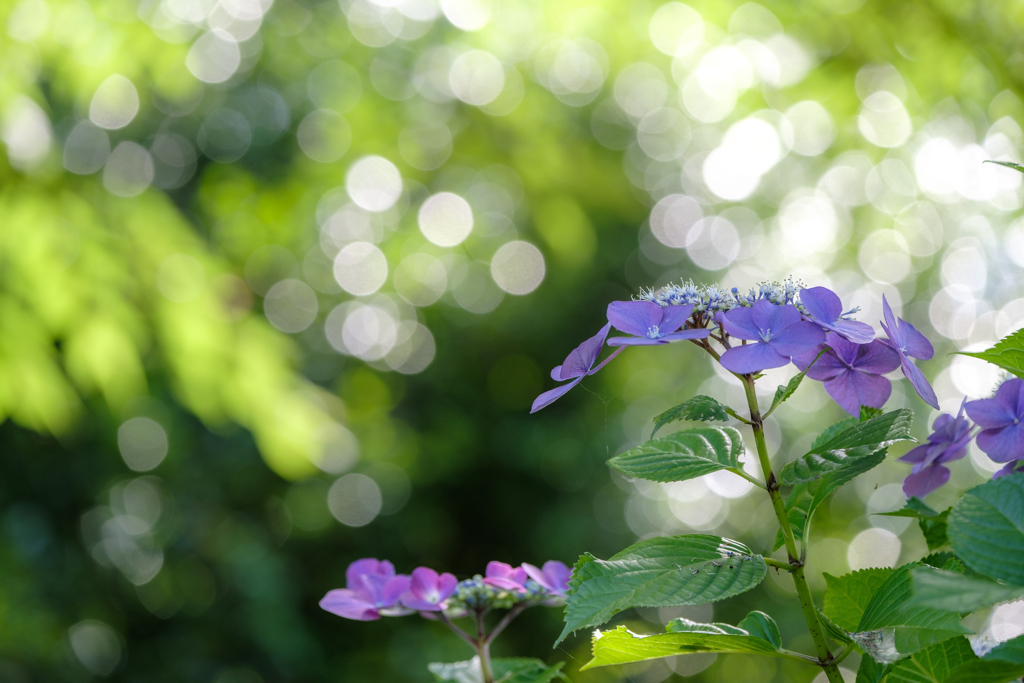 陽だまりの紫陽花
