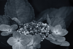 Monochrome
