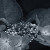 Monochrome