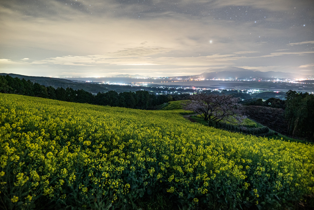 菜の花と星と桜