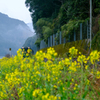 菜の花とカワセミ