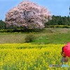 恋する桜