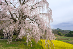 枝垂桜