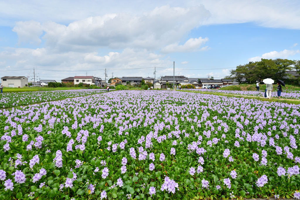ホテイアオイと秋空