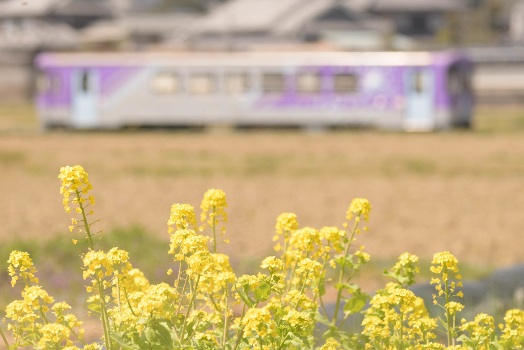 2018 春の北条鉄道２