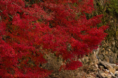 2017 紅葉