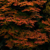2017 紅葉