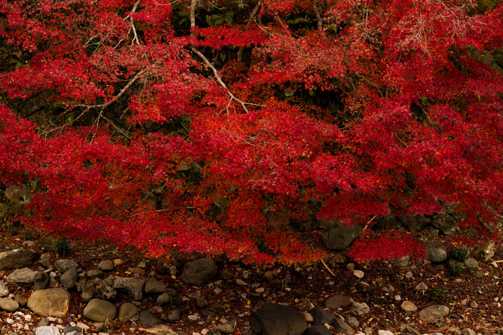 2017 紅葉