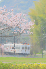 桜とねこ
