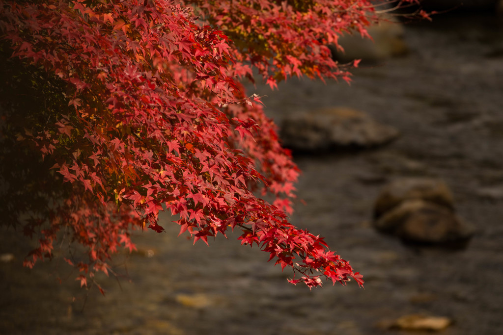 2017 紅葉